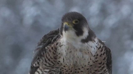 Faucon pèlerin - Bande annonce SENTINELLE (version mars 2015)