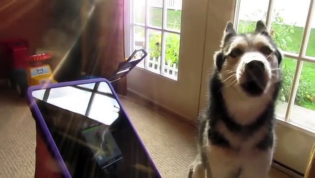 Husky Dog Sings with iPAD - Better than Bieber! (now on iTunes!)