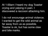 My dog Toaster was attacked by a raccoon