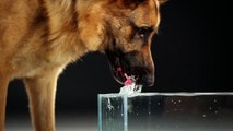 Secret Life of Dogs  Alsatian dog drinking water in ultra slow motion