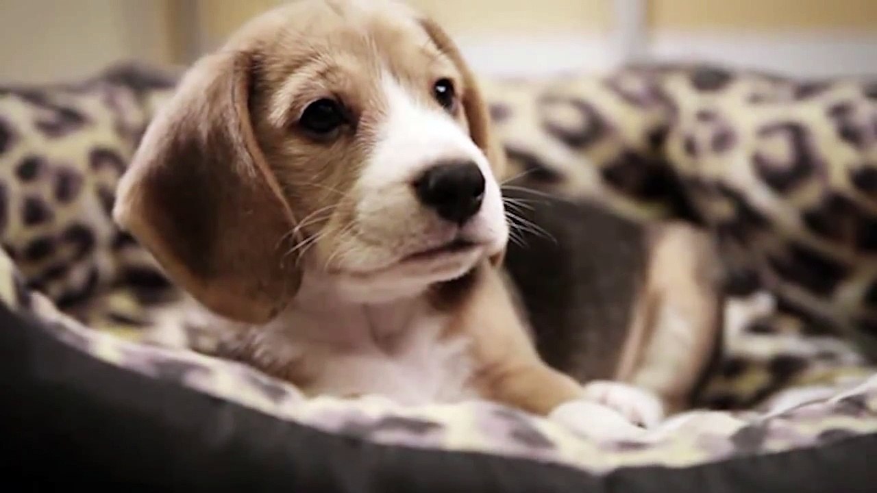 Sad Dog Diary
