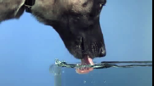 Time Warp – Dog Drinking