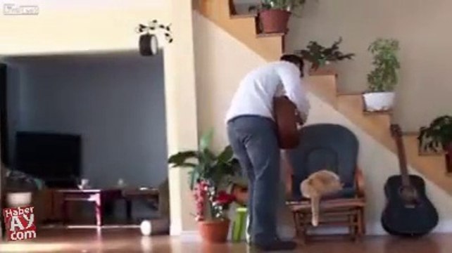 Cat Revenge Cat Is Very Intelligent Pet