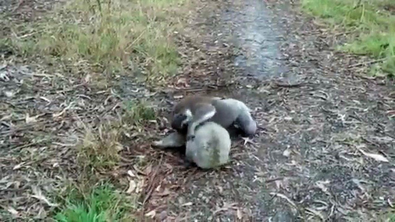 Combat de Catch entre 2 Koalas