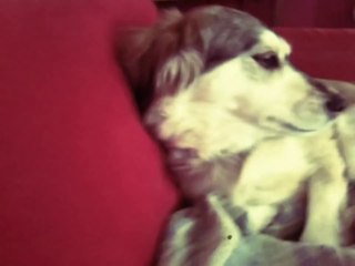 Chien VS Autotune : en mode BOOBA