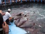 Feed some Cute Sharks