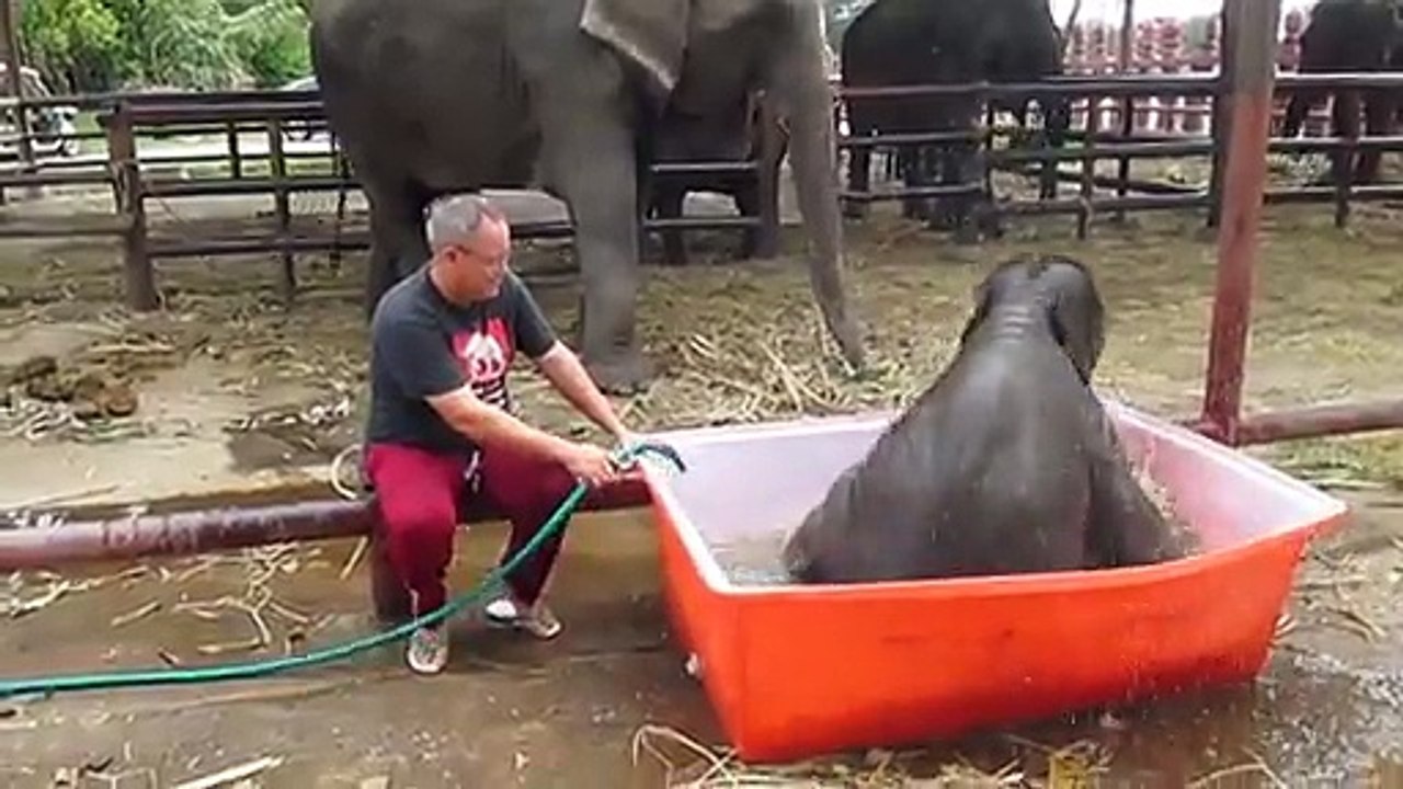 Un bébé éléphant très maladroit prend son bain!