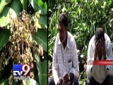 Unseasonal rains in state damage crop of kesar mangoes - Tv9 Gujarati
