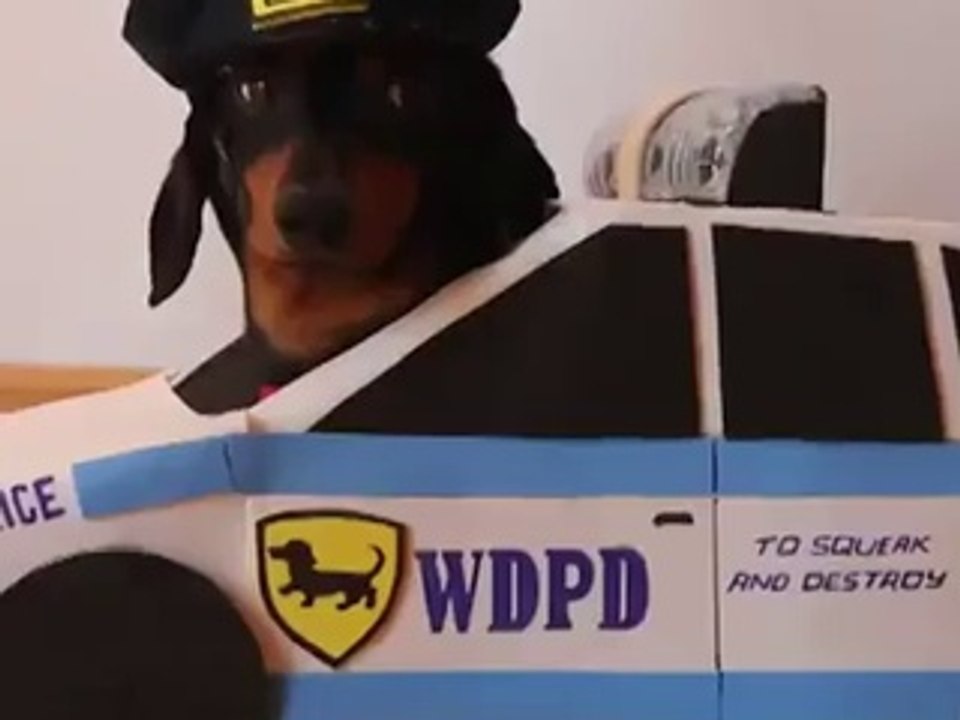 Des bébés teckels jouent au policier et au voleur!