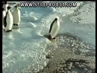 Funny Videos -1-Stupid-Penguin