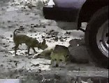 Funny Videos -little dog fights back