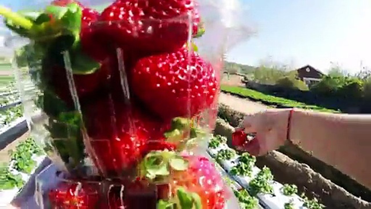 Une tarte aux fraises faite maison, du jardin à la bouche.