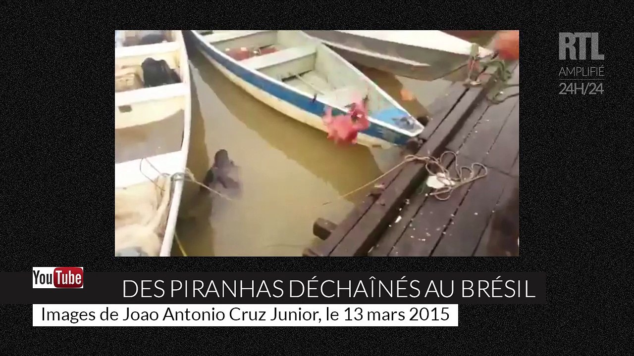 Des piranhas affamés et enragés au Brésil