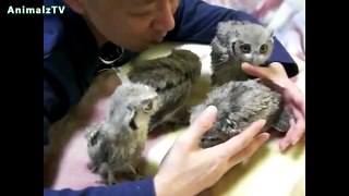 Funny Owls and Owlets Compilation 2014