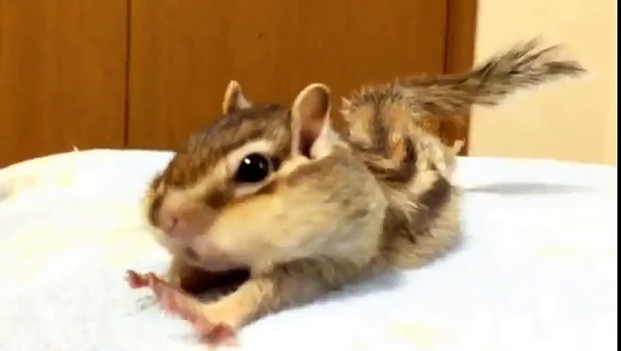 Super mignon : un écureuil de Corée s'étire