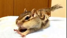 Super mignon : un écureuil de Corée s'étire