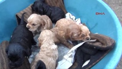 Osmaniye Köpek 'Zilli' Çalındı, Yavruları Annesiz Kaldı