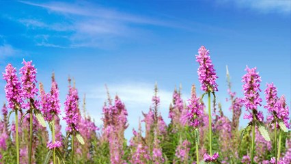 "Bienvenue sur nos terres"