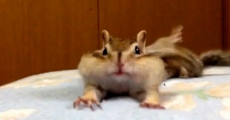 Lazy Squirrel Waking Up In The Morning