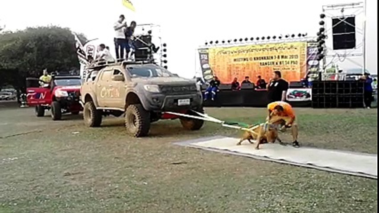 A dog the great performance