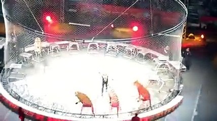 Amazing Dare 1 man 17 tigers