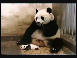 Baby Panda Sneezing
