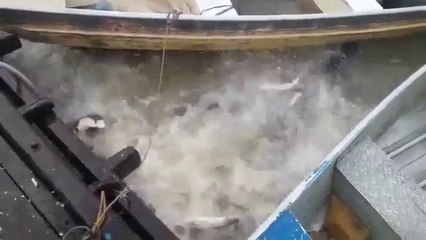 Voici ce qui se passe quand on nourrit des piranhas