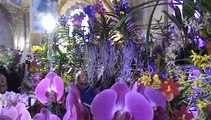 Exposition Internationale d'Orchidées Abbaye de Vaucelles