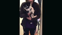 Un bébé chien huski qui parle
