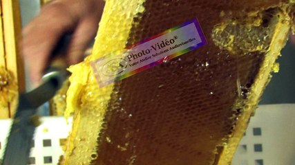 APICULTURE Extrait 15