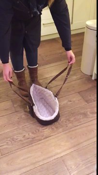 Lola,THE CUTEST British Bulldog Puppy wants a carry.