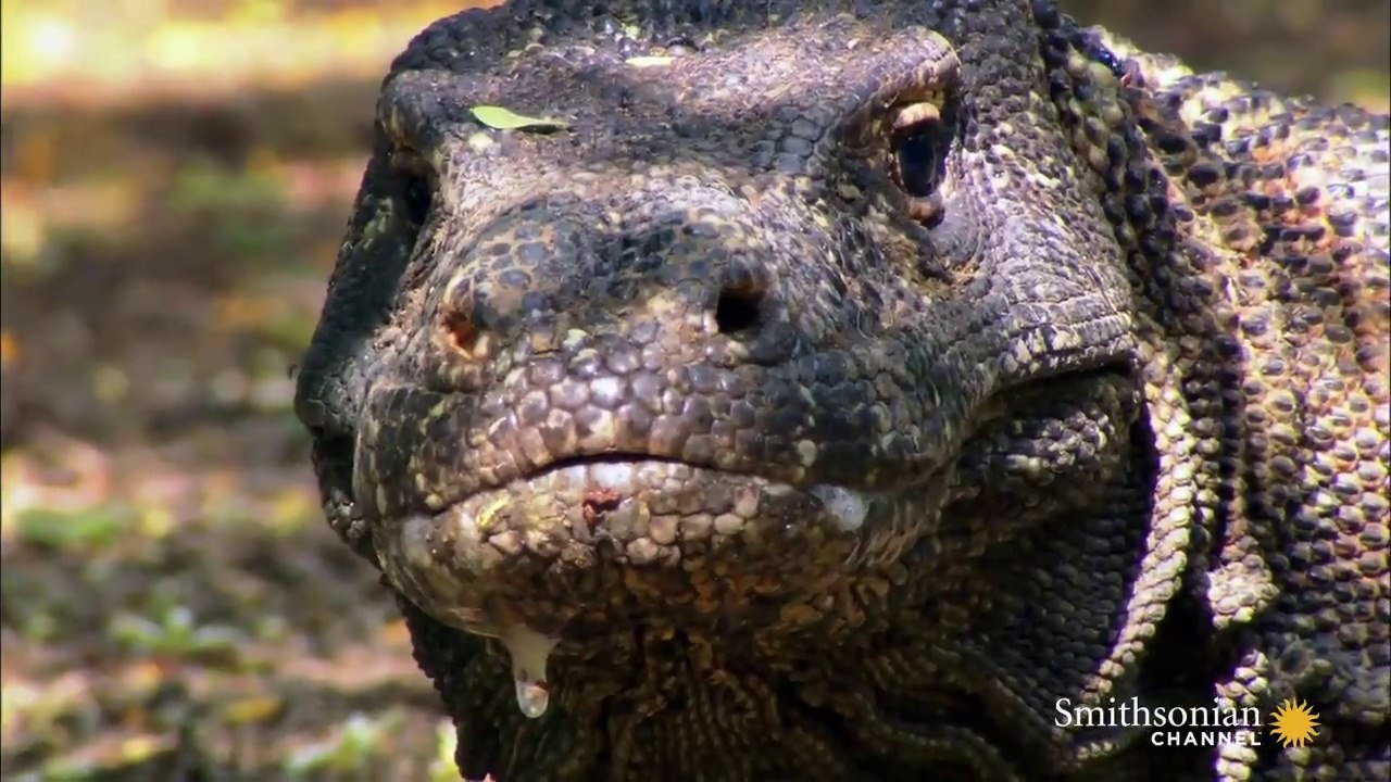 Steps Away From a Hungry Komodo Dragon