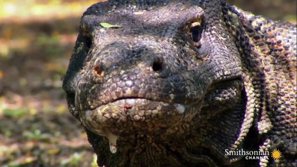 Steps Away From a Hungry Komodo Dragon