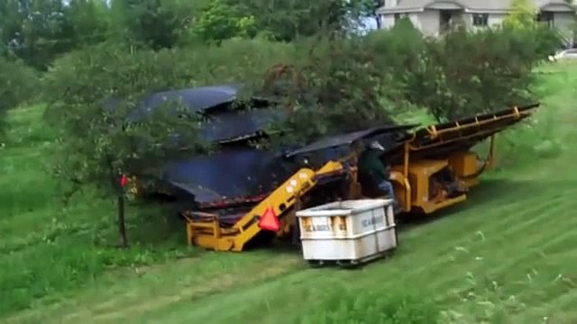 Kiraz Toplama Makinası - Cherry Picking Machine
