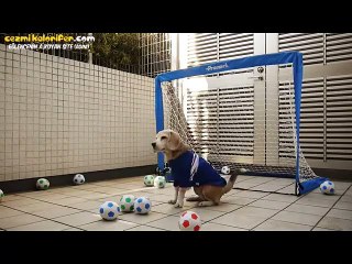 Köpek Aleminin Neueri