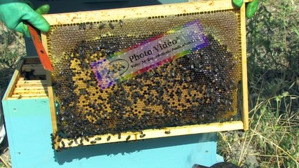 APICULTURE Extrait 17