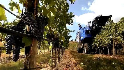 Grape Picking Machine  üzüm toplama makinesi