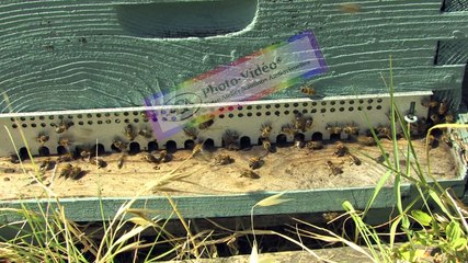 APICULTURE Extrait 18