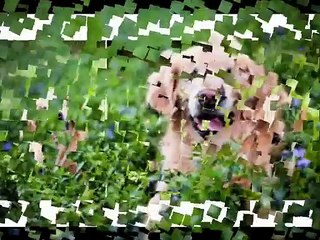 Este es la historia de Smiley, el perrito que nació sin ojos