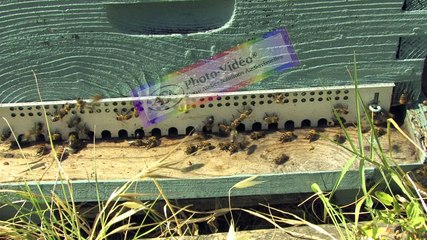 APICULTURE Extrait 18