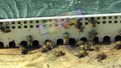 APICULTURE Extrait 20