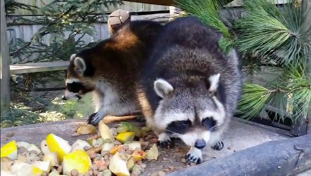 Les ratons laveurs du zoo d'Amnéville