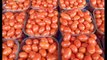 Tomato k liye Fertilizers Application by Dr.Ashraf Sahibzada