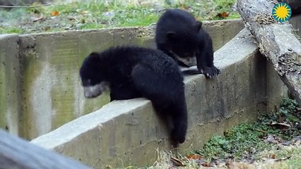 Cachorros de osos andinos