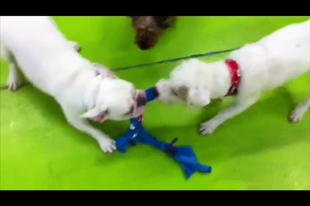 Happy Dog Tug O' War!