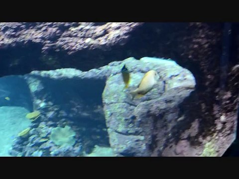 musée de la mer Biarrtiz - Poissons et Phoques