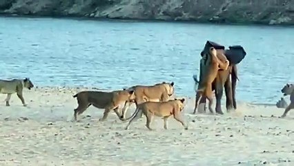 14 (fourteen) Lions and 1 (one) Elephant Brace Yourself - Video Dailymotion