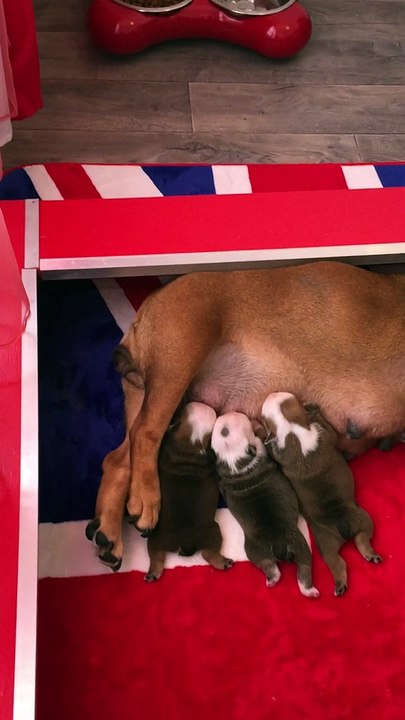 Full Moon et ses bébés chiots Bulldog Anglais à Brest