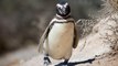 Why Penguins walk like that - Scientists put them on Test
