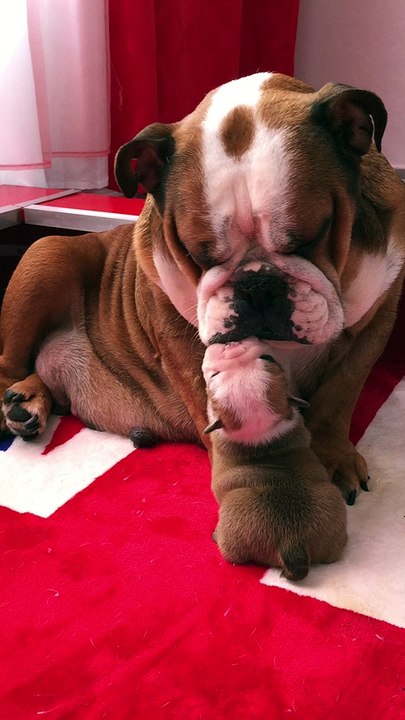 Full Moon câline ses bébés